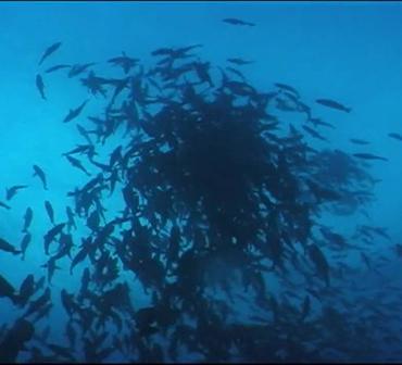 fish spawning aggregation